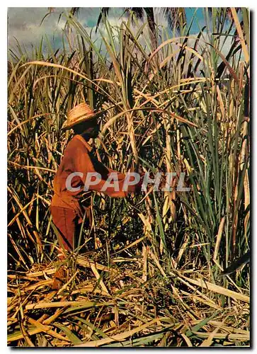 Cartes postales moderne Coupe de la canne a sucre Scandinexim Saint Bartelemy