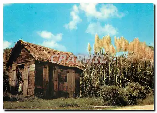 Cartes postales moderne Cannes a sucre Scandinexim Saint Bartelemy