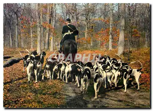 Cartes postales moderne Chasse Chiens