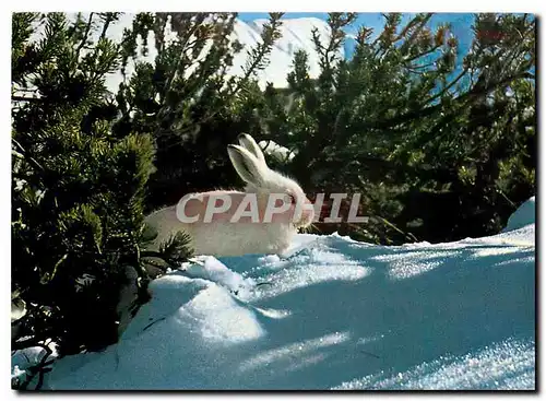 Cartes postales moderne Lapin