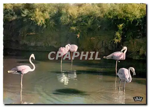 Moderne Karte Camargue avec les Gardians Flamants Roses