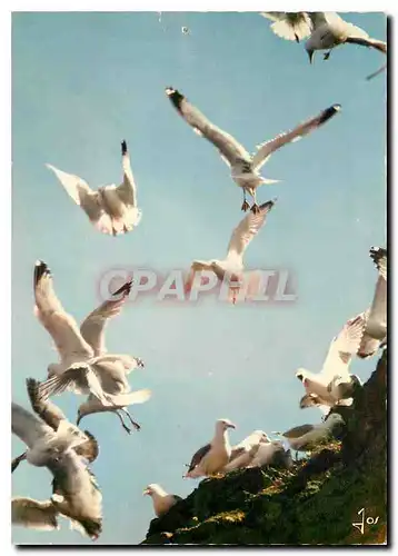 Moderne Karte La Bretagne en Couleurs Oiseaux de Bretagne Goelands argenies