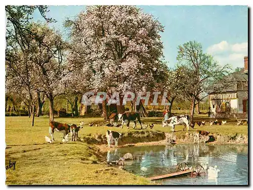 Cartes postales moderne La Normandie A L'abreuvoir