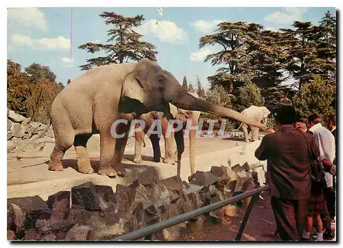 Cartes postales moderne Lyon Le Parc de la Tete d'Or Le Troupeau d'Elephants