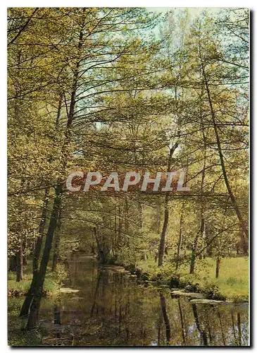 Cartes postales moderne La Venise Verte Deux Sevres Vue typique du Marais Poitevin