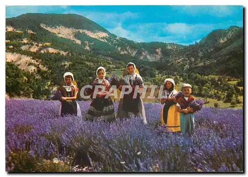 Cartes postales moderne Les Sites Merveilles de la Cote d'Azur La Cueillette de la Lavande