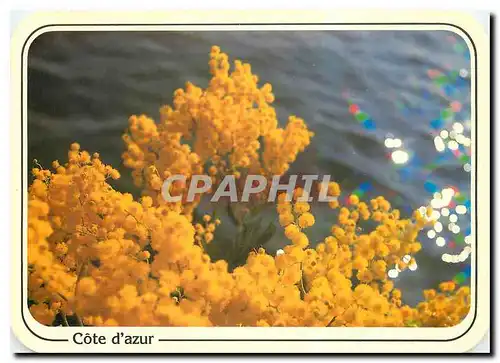 Cartes postales moderne Reflets de la Cote d'Azur Mimosas en fleurs