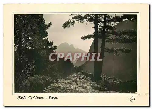 Cartes postales moderne La Corse Ile de Beaute Foret d'Aitone