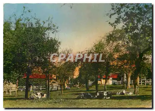 Cartes postales moderne Les Prairies Vaches