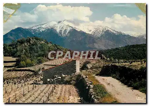 Moderne Karte Le Roussillon Le massif du Canigou au printemps