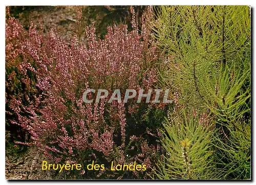 Cartes postales moderne Visage des Landes Bouquet de Bruyeres