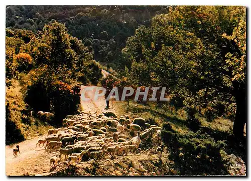 Cartes postales moderne Les Bucoliques Moutons