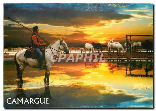 Cartes postales moderne En Camargue Gardian et chevaux de race camargue