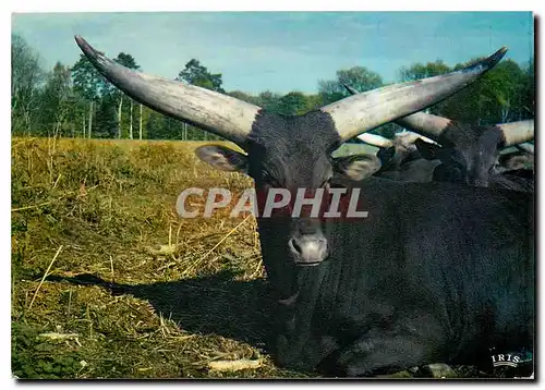 Cartes postales moderne Watussi Reserve africaine du Chateau de Thoiry en Yvelines