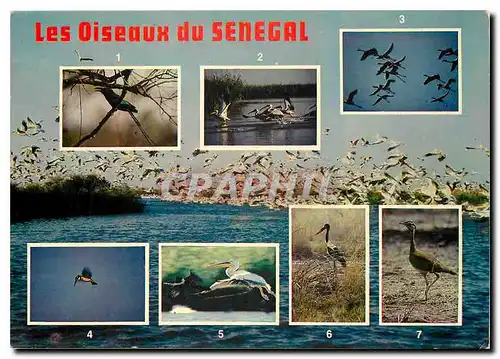 Cartes postales moderne Les Oiseaux du Senegal 1. Roulier 2. Pelicans 3. Flamants roses 4. Martin Pecheur 5. Pelicans 6.