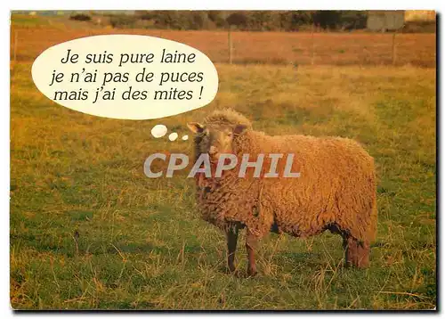 Cartes postales moderne Moutons