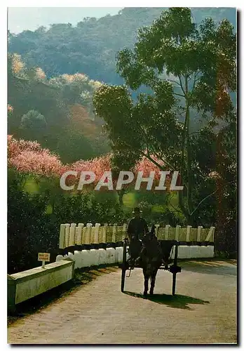 Cartes postales moderne Portugal Algarve Martin d'Hiver