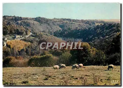 Cartes postales moderne En Limousin Paturages sur les Plateaux