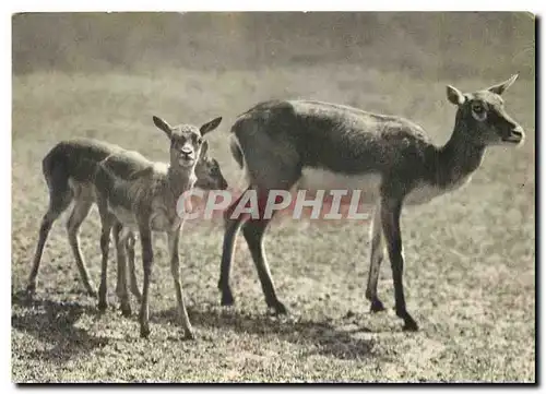 Cartes postales moderne Comite National de l'Enfance un groupe de Gazelles de l'Inde Parc Zoologique du bois de Vincenne