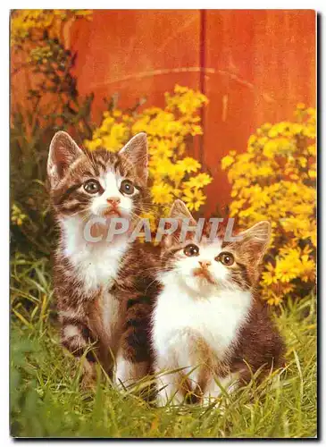 Cartes postales moderne Chats Chatons