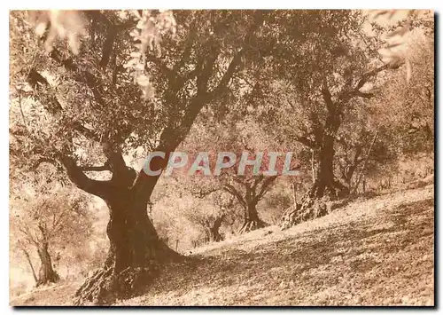 Cartes postales moderne Douce Provence Olivier arbre millenaire