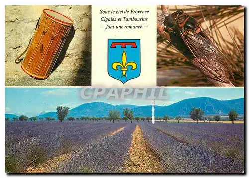 Cartes postales moderne Les Belles Images de Provence Tambourn