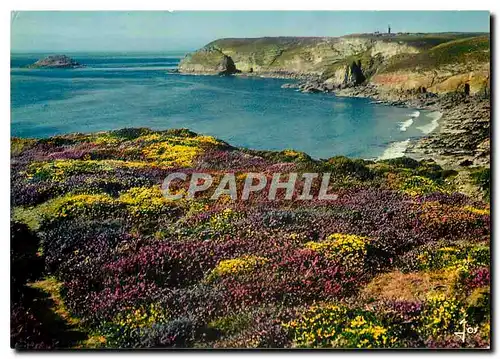 Cartes postales moderne Le Cap Frehel C du N Reserve biologique Lande et bruyere