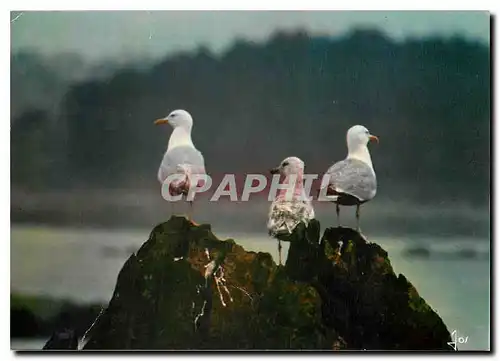 Cartes postales moderne La Bretagne en Couleurs Le vent passe Et apres lui entraine