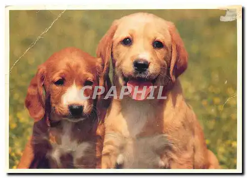 Cartes postales moderne Chiots Etoile et Eddy