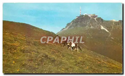 Cartes postales moderne Chevaux sauvages