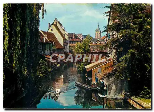 Cartes postales moderne Colmar Haut Rhin La Petite Venine
