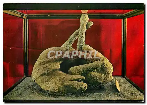 Cartes postales moderne Pompei Calque du chein
