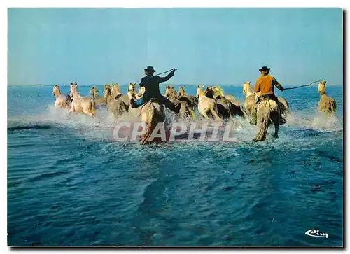 Cartes postales moderne En Camargue Chevauchee en Camargue