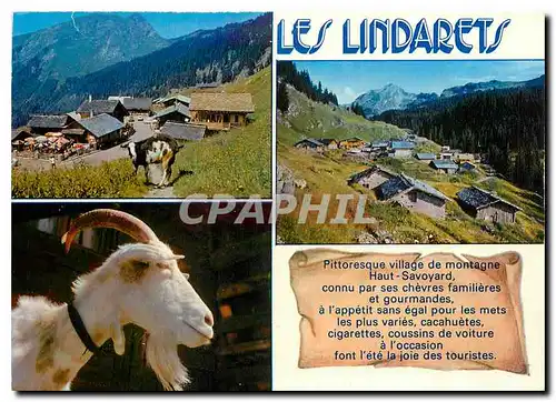 Cartes postales moderne Morzine Montriond Hte Savoie Les Lindarets Chevre