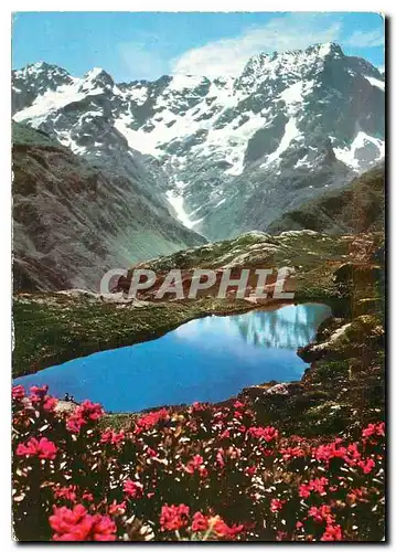 Cartes postales moderne Les Alpes Pittoresques Le printemps en haute altitude