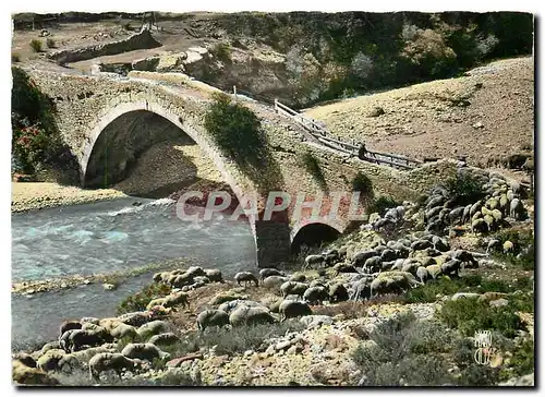 Cartes postales moderne Paysages de Provence Les Transhumants Moutons