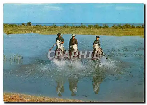 Moderne Karte Camargue Lumieres et Traditions Mejanes Chevaux