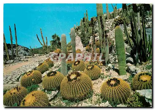 Cartes postales Cote d'Azur Vegetation Tropicale et Exotique
