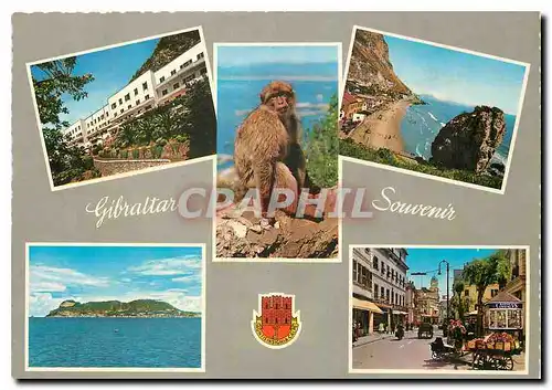 Cartes postales moderne Gibraltar British Crown Colony since 1794 Singe