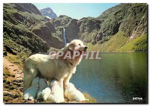 Cartes postales moderne Les Pyrenees Chienne des Pyrenees Allaitant ses Petits