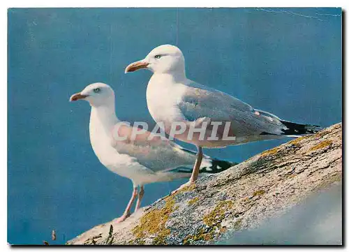 Moderne Karte Oiseaux des Cotes de France Couple de Goelands Argentes