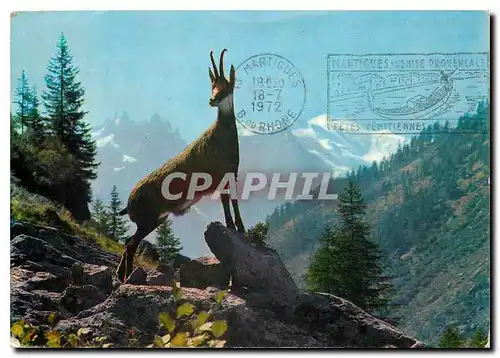 Moderne Karte Chamois de nos Alpes dans le decor du Mont Blanc