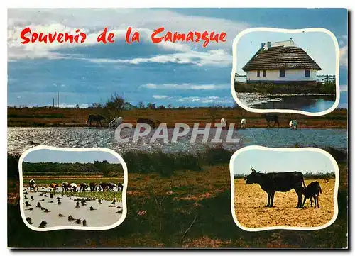 Cartes postales moderne Souvenir de la Camargue Taureau