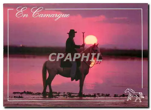 Cartes postales moderne En Camargue Cheval