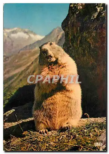 Cartes postales moderne Marmotte