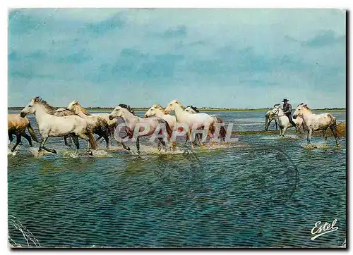 Moderne Karte Camargue Chevaux en manade