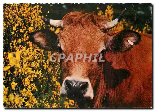 Moderne Karte Portrait de Roussette Vache