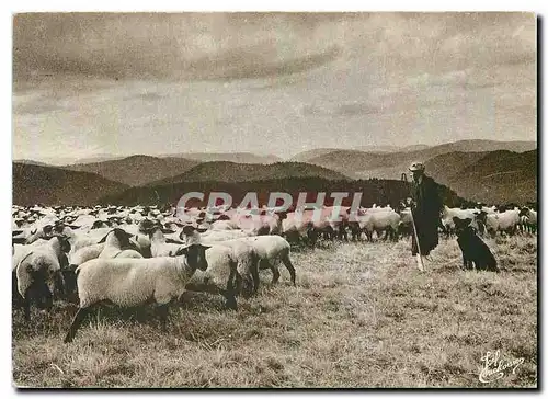 Cartes postales moderne Les Vosges le Berger