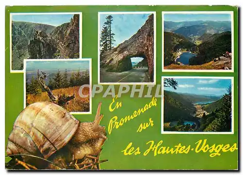 Cartes postales moderne En Promenade sur les Hautes Vosges Escargot