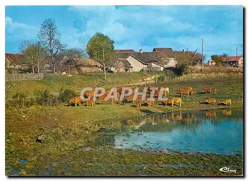 Cartes postales moderne Sites et Paysages Limousins Troupeau en Limousin (Hte vienne)